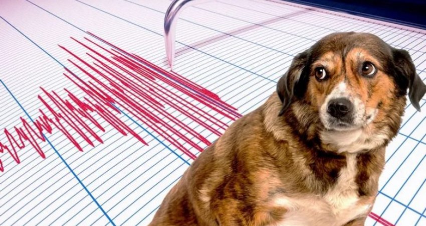 Si i parashikojnë qentë tërmetet? A mund të jenë kafshët sistemi më i mirë i alarmit?