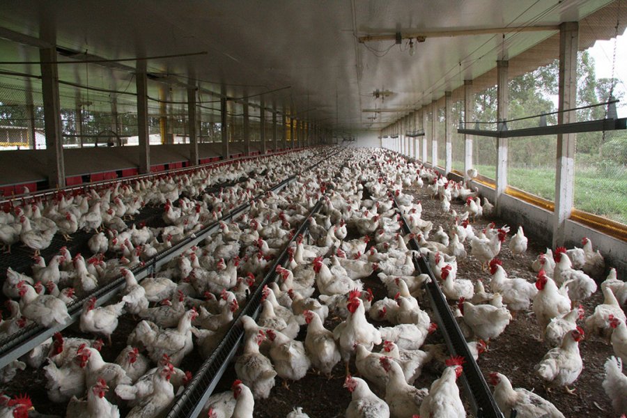 Gripi i shpendëve alarmon Çekinë, asgjëson 220,000 pula