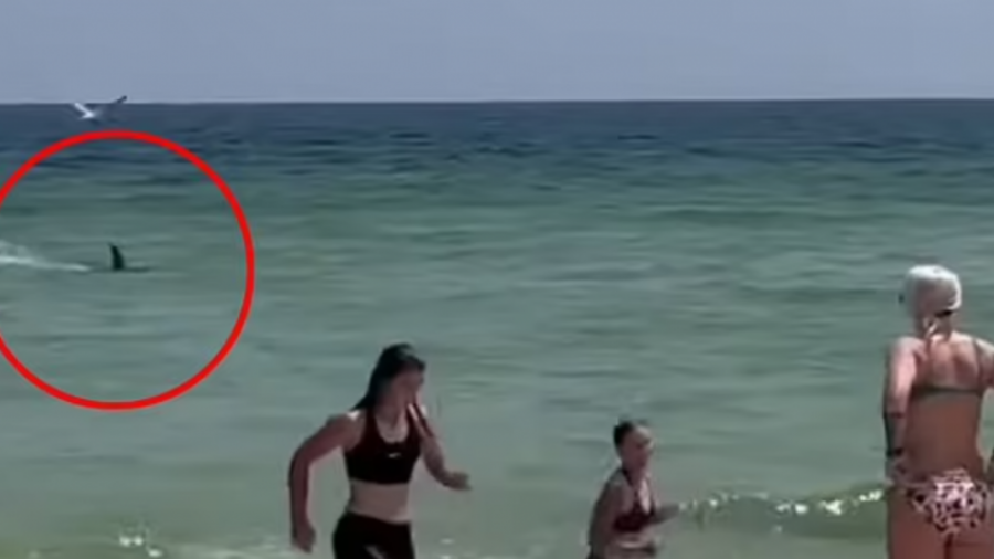VIDEO/ Peshkaqeni tmerron pushuesit e një plazhi