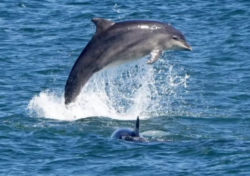 Sulm nga delfinët, plagosen disa notarë në një plazh të Japonisë