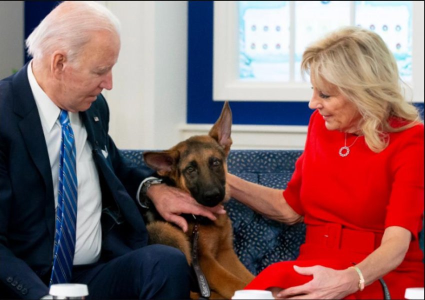Incidente në Shtëpinë e Bardhë, qeni i Biden kafshon 7 oficerë të shërbimit sekret
