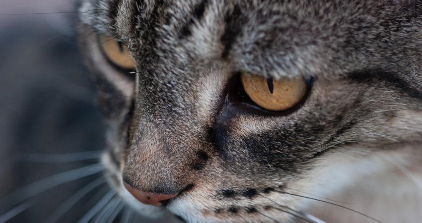 Zbulohet për herë të parë një sëmundje e rrallë, e përhapur nga macet