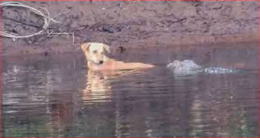 E pazakontë në Indi/ Qeni shpëtohet nga krokodilët pasi u hodh në lumë nga sulmi i qenve të egër