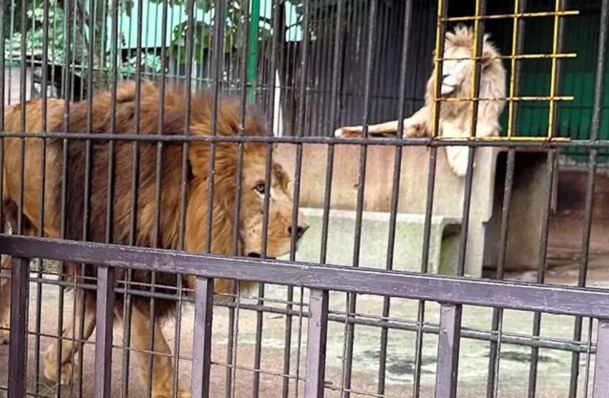 Kujdestari i kopshtit zoologjik vritet nga luani, harroi kafazin hapur pasi e ushqeu