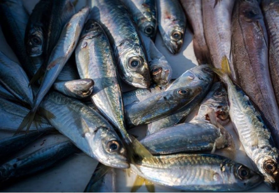 Zëvendësimi i mishit të kuq me dietën e peshkut mund të shpëtojë 750,000 jetë në vit
