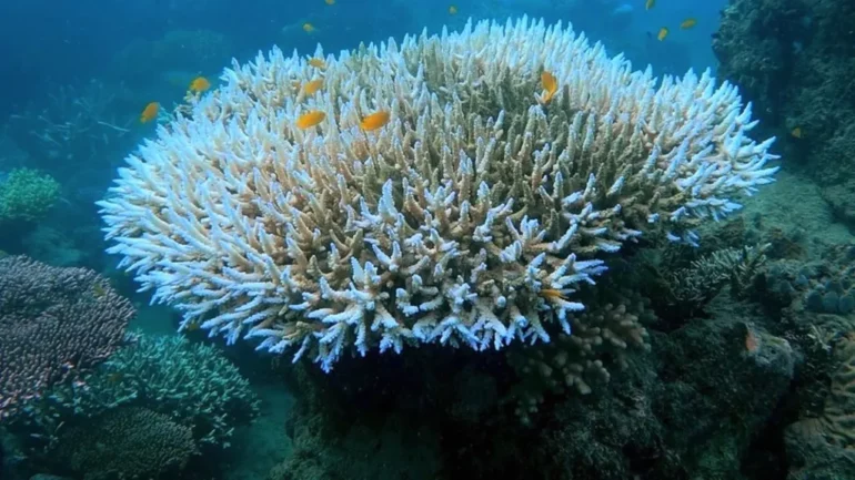 Krijojnë triliona dollarë të ardhura, efektet shkatërruese mbi koralet në fundin e oqeanit