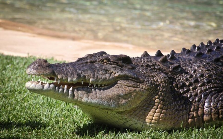 Crocodile Mile, Gavettone e altri vecchi giochi estivi per infradiciarsi o  farsi male in allegria