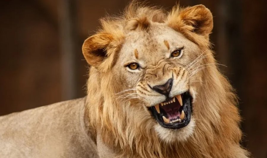 E rriti për 10 vite, luani vret punonjësin e kopshtit zoologjik
