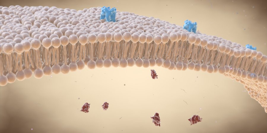 Dëmtimi i membranës së qelizës ndikon në plakjen e njeriut