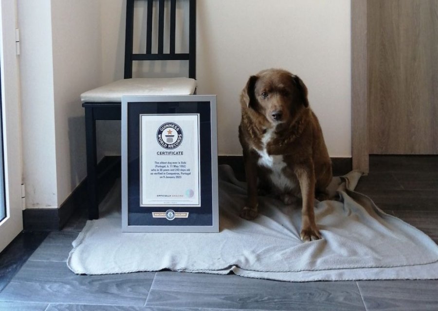 Rekordet Guinness pezullojnë certifikatën e qenit më të vjetër në botë