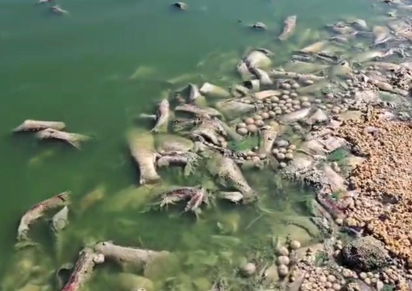 VIDEO/ Tonelata me peshq të ngordhur në rezervuarët e Fierit, ndotje mjedisore dhe dëm ekonomik 