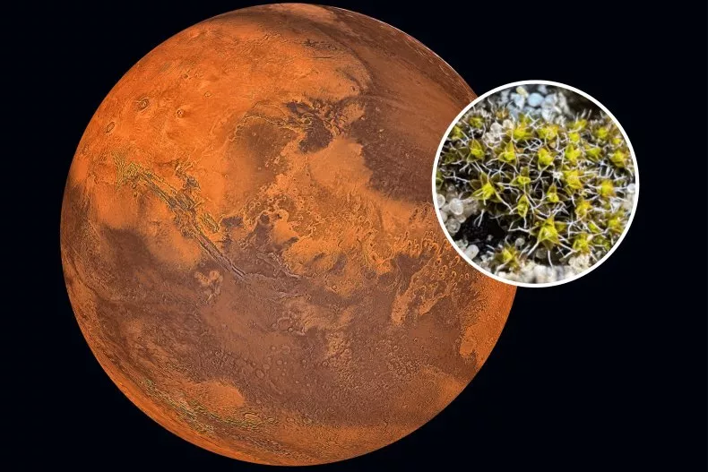 Identifikohet bima që mund të rritet në Mars