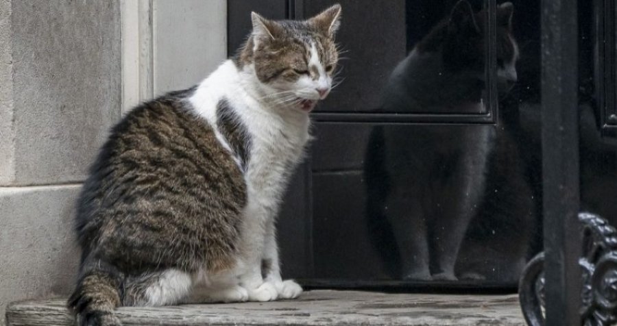 Kryeministrat shkojnë e vijnë por macja ‘Larry’ mbetet në ‘Downing Street’