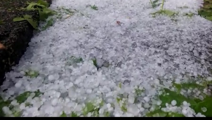 Breshër i pazakontë në Elbasan, dëmtohen prodhimet bujqësore