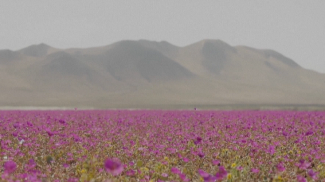 Lulëzon ‘Atacama Kiliane‘, shkretëtira më e thatë në planet