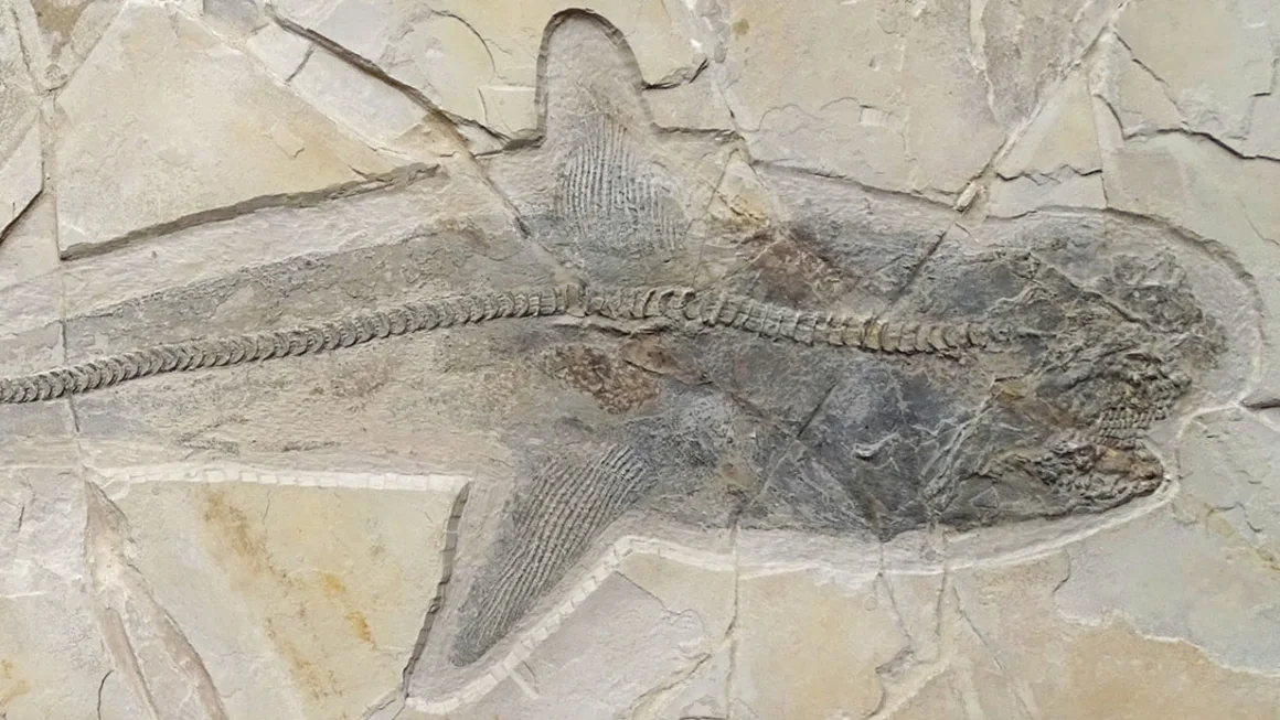 Fosili i një peshkaqeni të lashtë që notoi në epokën e dinosaurëve zgjidh misterin shekullor