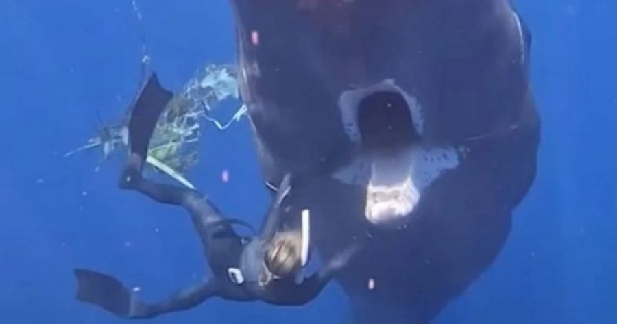 VIDEO/ Gojën plot me mbeturina, momenti tronditës kur një balenë kërkon ndihmë nga zhytësit