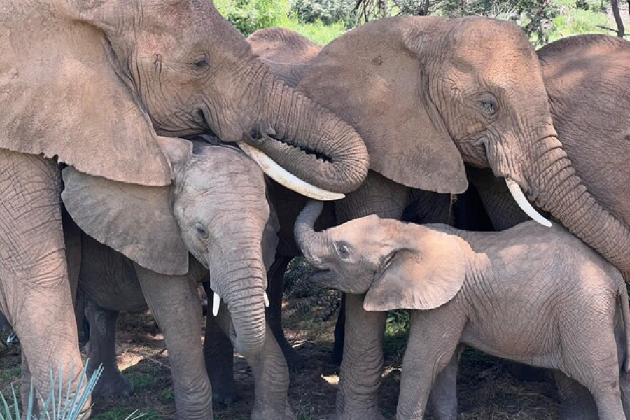 Edhe elefantët në Afrikë 'flasin'