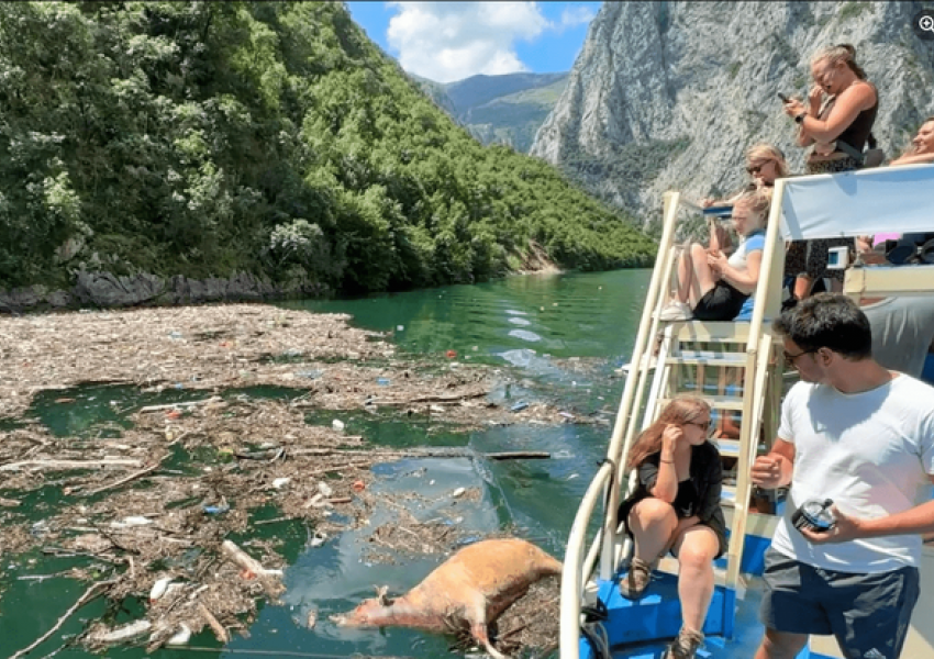 Në mes të sezonit turistik, liqeni i Komanit mbulohet nga plehrat dhe kafshët e ngordhura