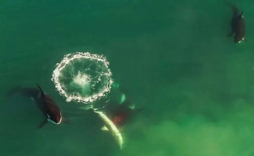 VIDEO/ Balena vrasëse sulmon peshkaqenin e madh të bardhë, e gëlltit brenda 2 minutave 