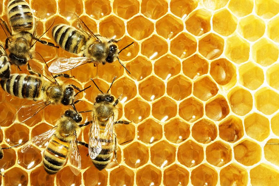 Çfarë ndodh me trupin tuaj kur konsumoni mjaltë çdo ditë?