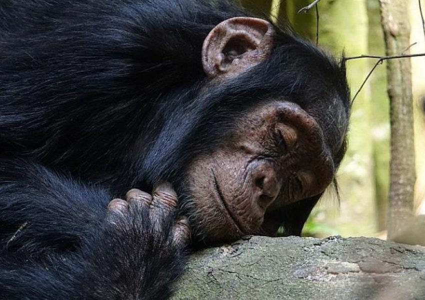 Një shimpanze në një kopsht zoologjik spanjoll nuk është ndarë nga këlyshi i saj i ngordhur për tre muaj