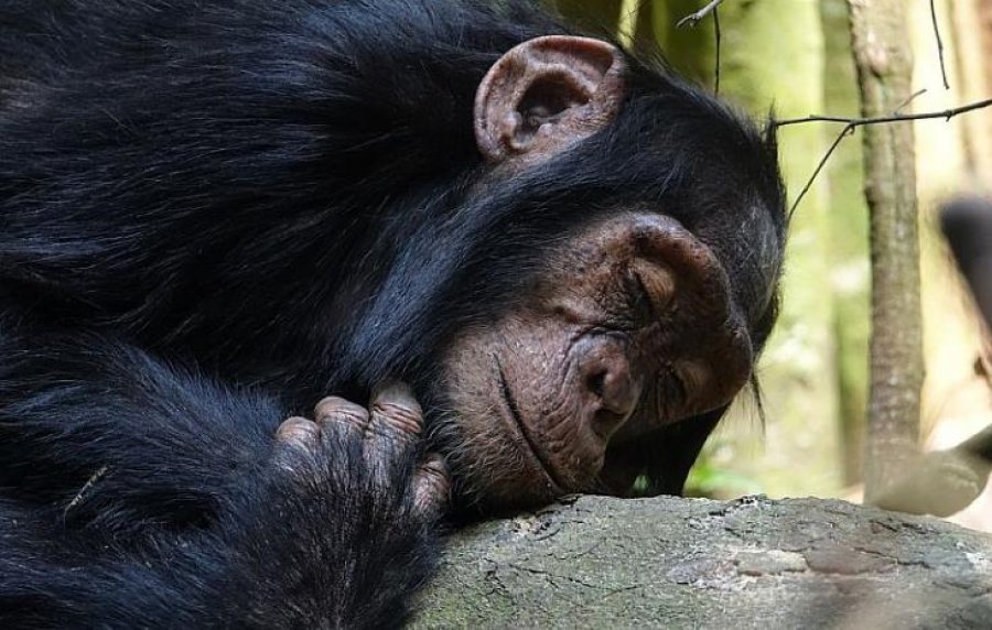 Një shimpanze në një kopsht zoologjik spanjoll nuk është ndarë nga këlyshi i saj i ngordhur për tre muaj
