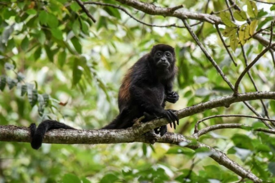 Majmunët bien të ngordhur nga pemët për shkak të të nxehtit në Meksikë