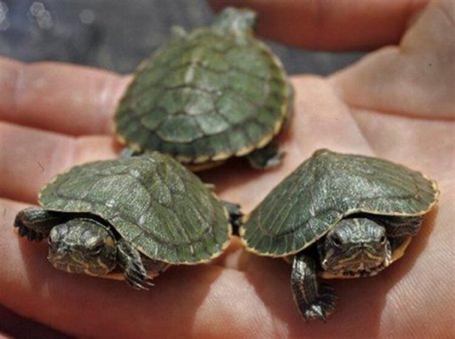 Sot dita Botërore e Breshkave, disa fakte rreth tyre
