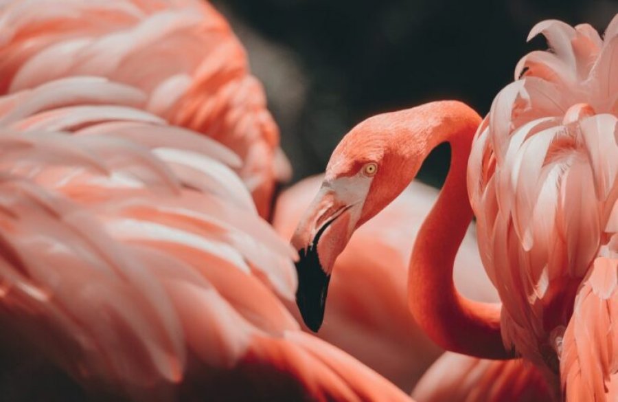 Pse flamingot janë rozë?