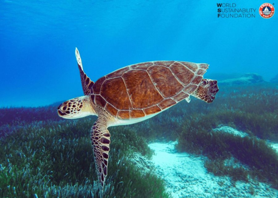 Eksploroni botën e breshkave  në Ditën Botërore të Breshkave të Detit