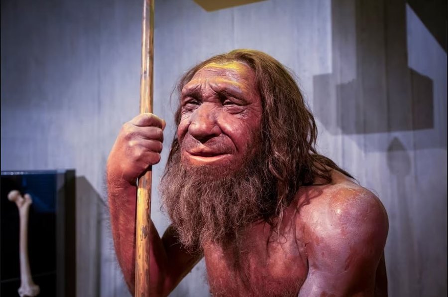 Studimi tregon se viruset e sotëm janë gjetur në kockat e Neandertalëve