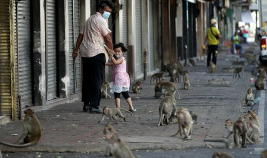 VIDEO/ Majmunët ‘pushtuan’ qytetin tajlandez