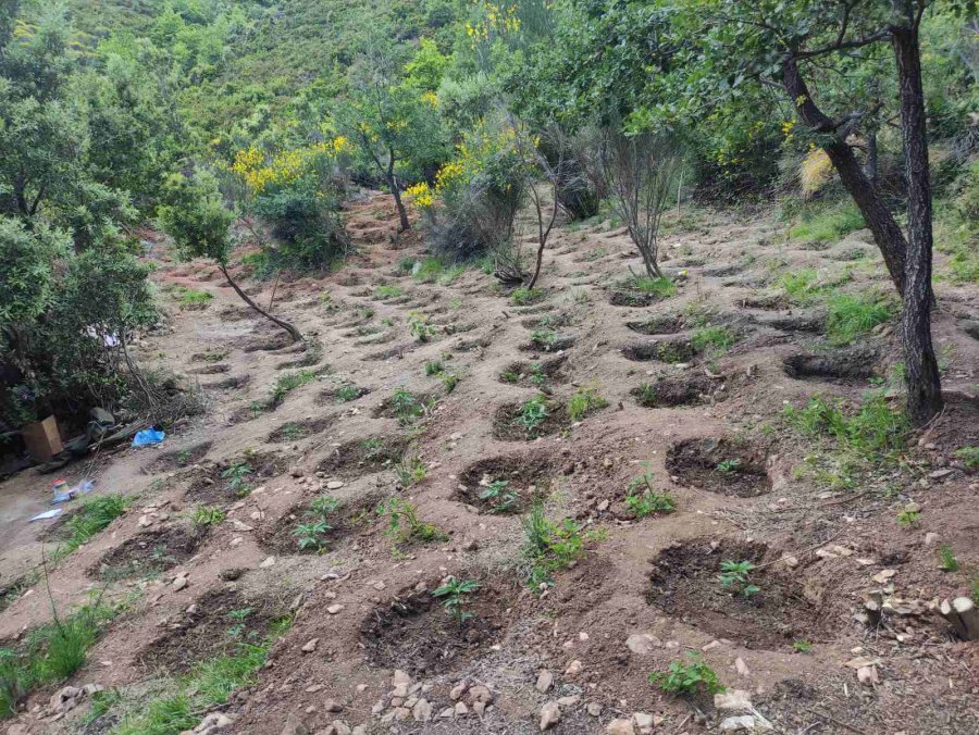 EMRAT/ Shqiptari ngre ‘plantacionin’ me kanabis në ishullin grek, arrestohet bashkë me tre bashkëpunëtorët