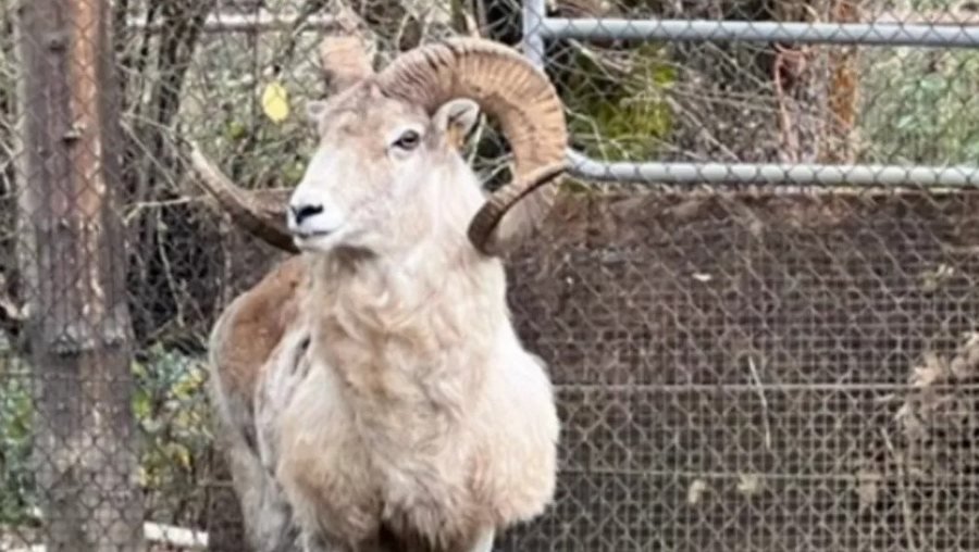 Klonoi delen gjigante, dënohet me burg amerikani