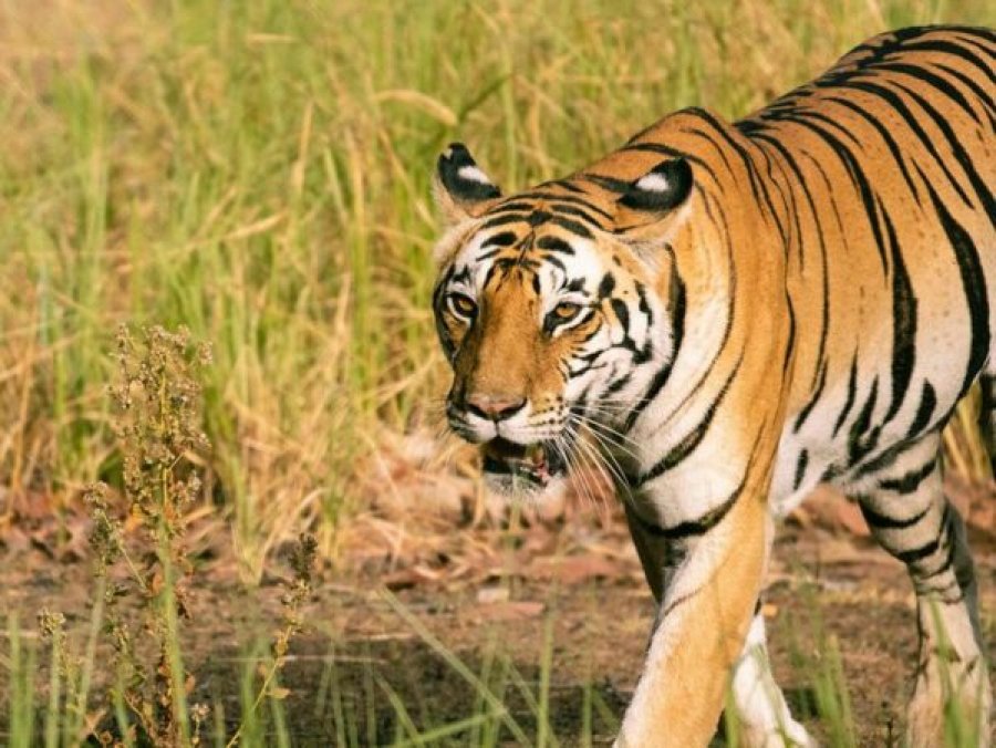 Ngordhin disa kafë në kopshtet zoologjike në Vietnamin jugor, si shkak i gripit të shpendëve H5N1