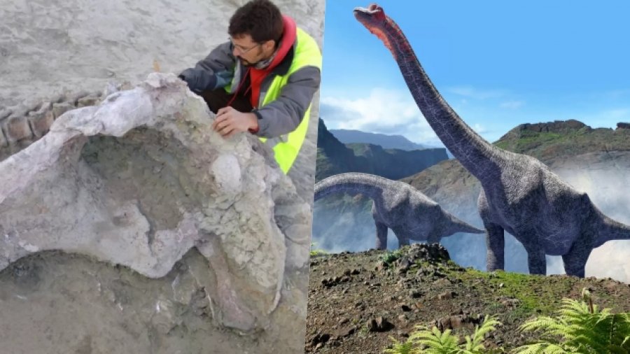 Zbulohen mbetjet e një specieje të re dinosauri që ka jetuar 75 milionë vjet më parë