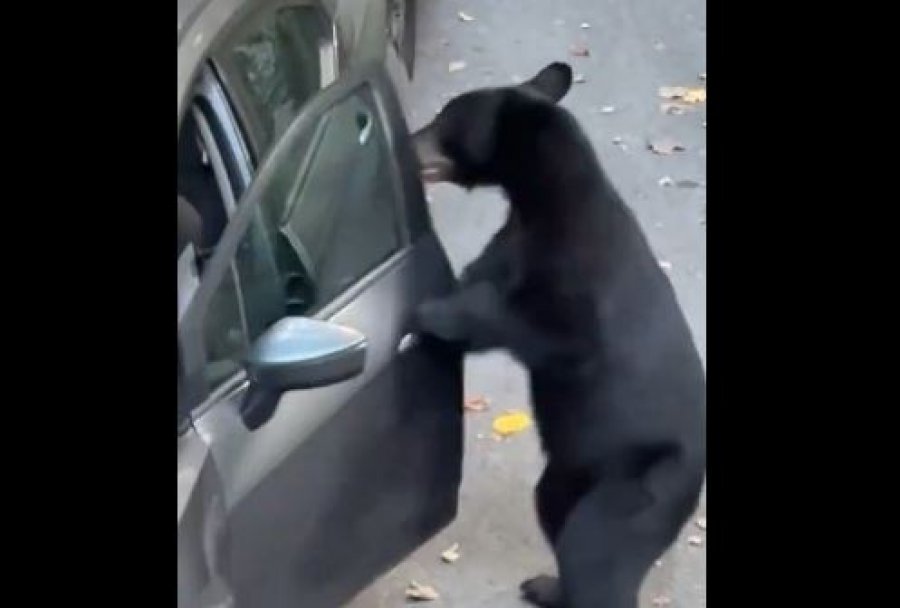 'Hej ajo është makina ime'/ Ariu 'skifter', momenti kur hyn në automjetet e parkuara